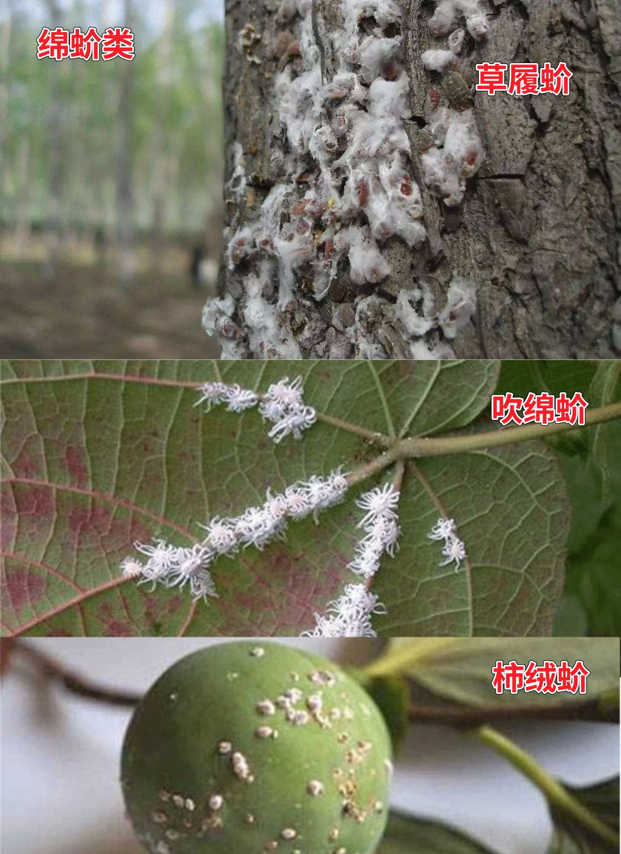 科学网—园林植物介壳虫 - 李阿根的博文